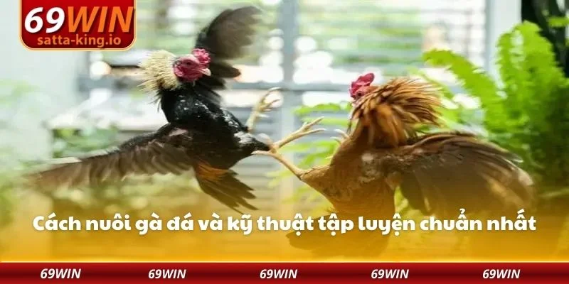 Cách nuôi gà đá và kỹ thuật tập luyện chuẩn nhất
