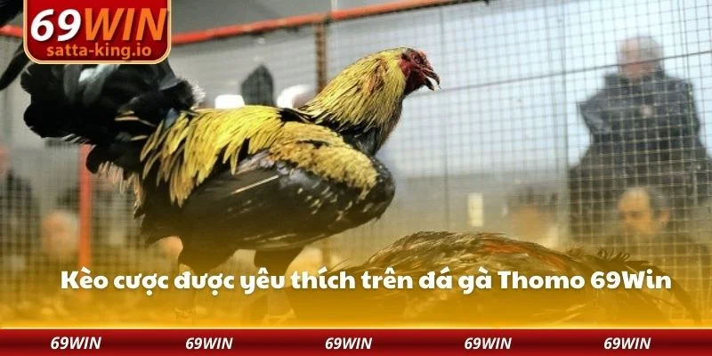 Kèo cược được yêu thích trên đá gà Thomo 69Win