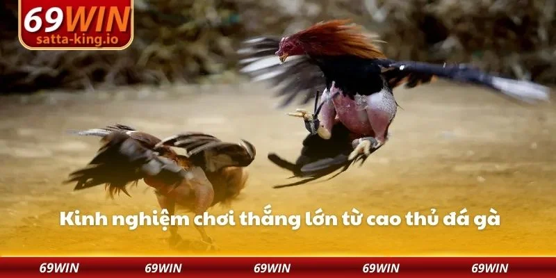 Kinh nghiệm chơi thắng lớn từ cao thủ đá gà