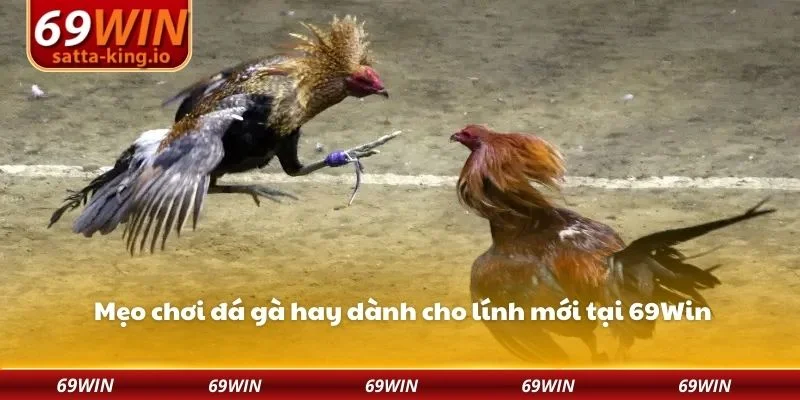 Mẹo chơi đá gà hay dành cho lính mới tại 69Win